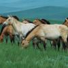 Ecovolontariat pour les chevaux de Przewalski en Mongolie