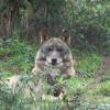 Ecovolontariat dans le sanctuaire du loup ibérique au Portugal