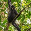 ecovolontariat pour l'étude des mammifères de la forêt amazonienne